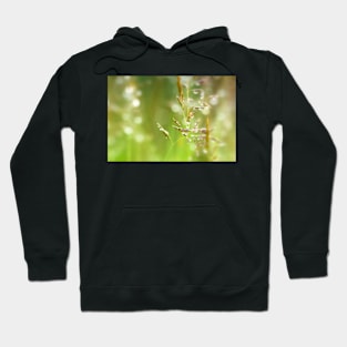 Fresh Green Grass with Dew Drops Hoodie